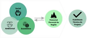 Passos para investir em um Projeto Florestal