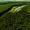 Florestas nativas em empresas de florestas plantadas