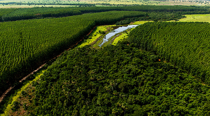 Florestas nativas em empresas de florestas plantadas