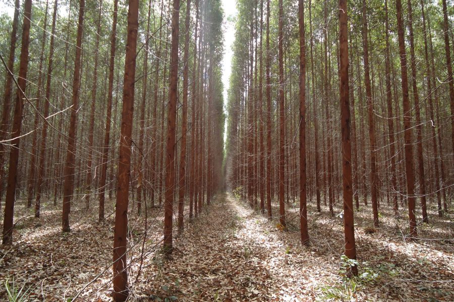 fazenda