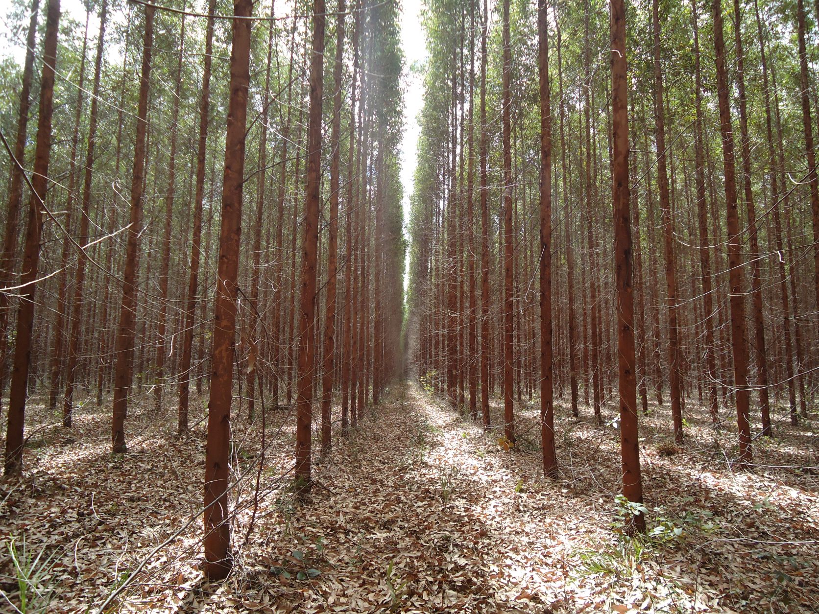 fazenda